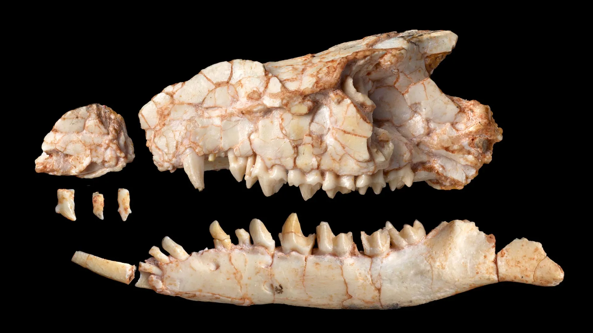 Beyond the Bite: New Gobi Desert Fossil Rewrites the Mammalian Evolutionary Tree