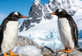 Beyond the Emperor: Genomic Breakthrough Reveals Four Distinct Gentoo Penguin Species