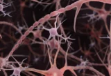 Beyond the Smooth Cable: Rethinking the Architecture of the Human Brain