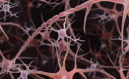 Beyond the Smooth Cable: Rethinking the Architecture of the Human Brain