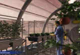 Cultivating the Cosmos: How Fungal Symbiosis Could Unlock Martian Agriculture