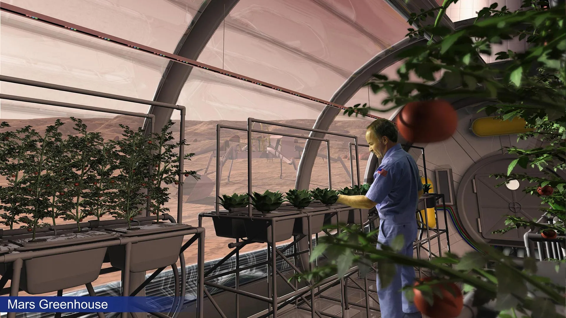 Cultivating the Cosmos: How Fungal Symbiosis Could Unlock Martian Agriculture