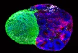 Decoding the Architect: New Insights into How Radial Glia Build the Human Brain