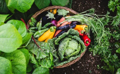 From Kitchen Scraps to Garden Gold: The Surprising Science of Onion Peel Fertilizer