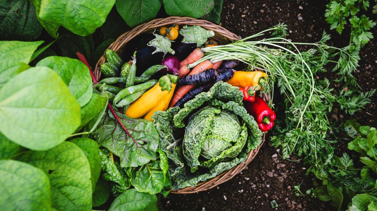 From Kitchen Scraps to Garden Gold: The Surprising Science of Onion Peel Fertilizer