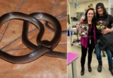 From Rock Legend to Scientific Legacy: The Discovery of Lielaphis slashi