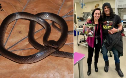 From Rock Legend to Scientific Legacy: The Discovery of Lielaphis slashi
