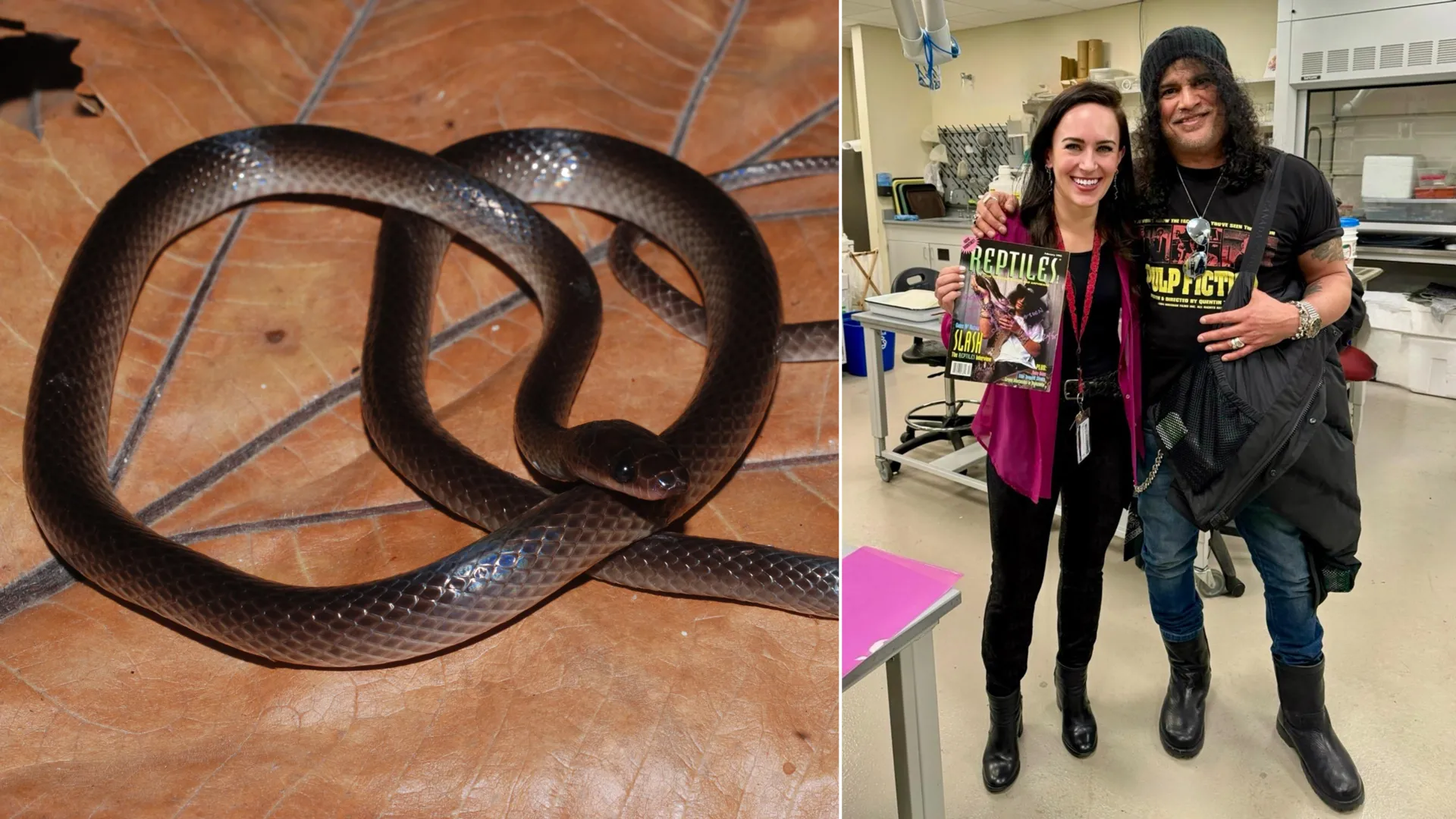 From Rock Legend to Scientific Legacy: The Discovery of Lielaphis slashi