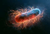 Harnessing the Micro-Magnet: How Magnetotactic Bacteria Are Redefining Longevity Research