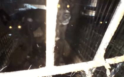 Inside the Fall of Rock ‘N’ Pawz: How a California ‘Rescue’ Became the Largest Animal Cruelty Case in County History