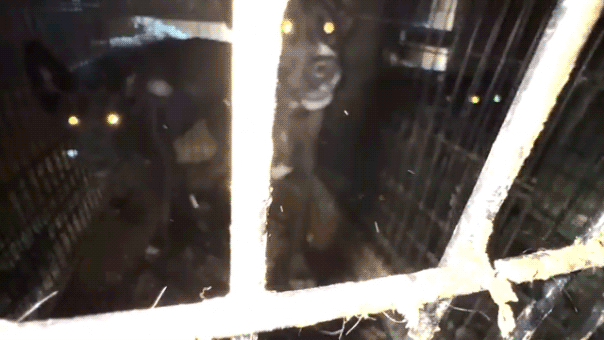 Inside the Fall of Rock ‘N’ Pawz: How a California ‘Rescue’ Became the Largest Animal Cruelty Case in County History
