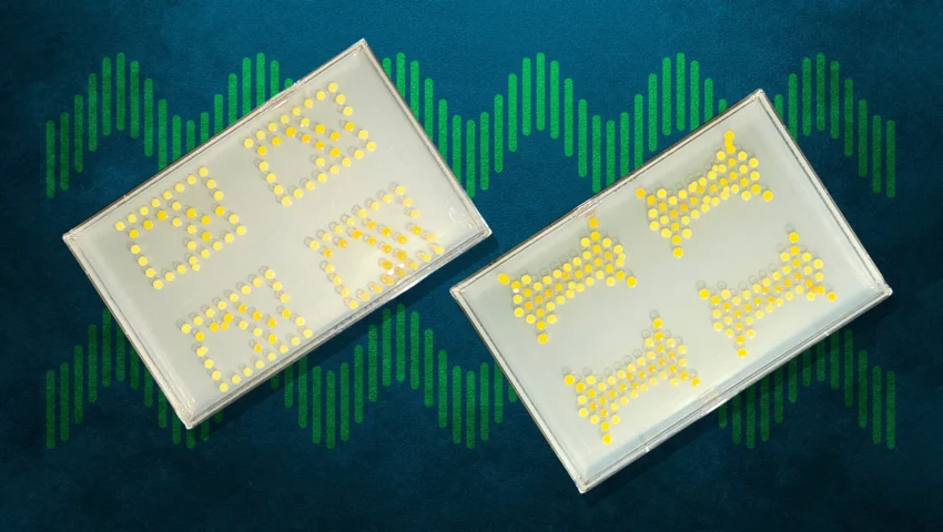 Living Circuitry: MIT’s Breakthrough in Biological Computing