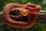 Nature’s Own Antidote: How Rattlesnake Biology Is Revolutionizing Snakebite Treatment