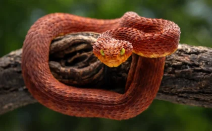 Nature’s Own Antidote: How Rattlesnake Biology Is Revolutionizing Snakebite Treatment