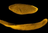 Nature’s Sprinter: Unlocking the Kinetic Secrets of Spirostomum ambiguum