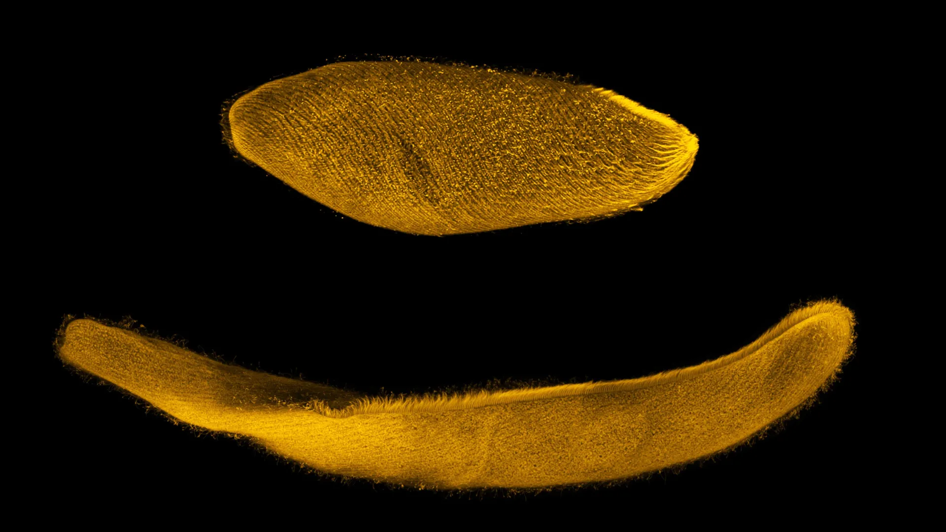 Nature’s Sprinter: Unlocking the Kinetic Secrets of Spirostomum ambiguum