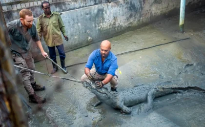 Navigating the Wild: New Research Offers a Lifeline for Critically Endangered Saltwater Crocodiles