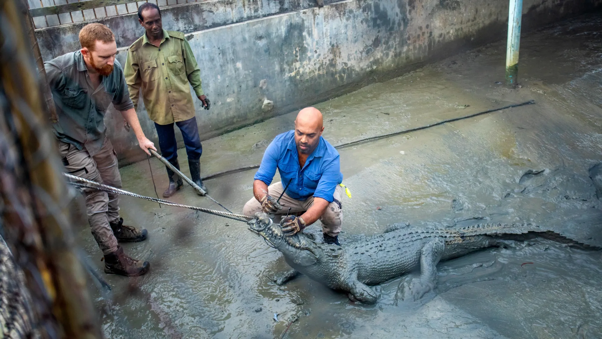 Navigating the Wild: New Research Offers a Lifeline for Critically Endangered Saltwater Crocodiles