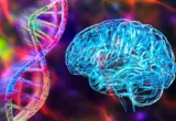 The Architecture of Intelligence: How Human Microglia Define Our Evolutionary Edge