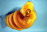 The Architecture of Life: How a Lockdown Inquiry Unraveled the Secret of the Snake’s Spiral