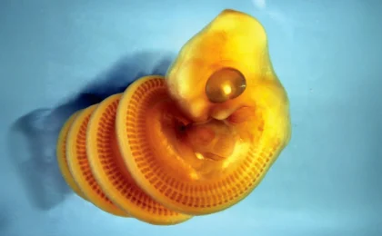 The Architecture of Life: How a Lockdown Inquiry Unraveled the Secret of the Snake’s Spiral