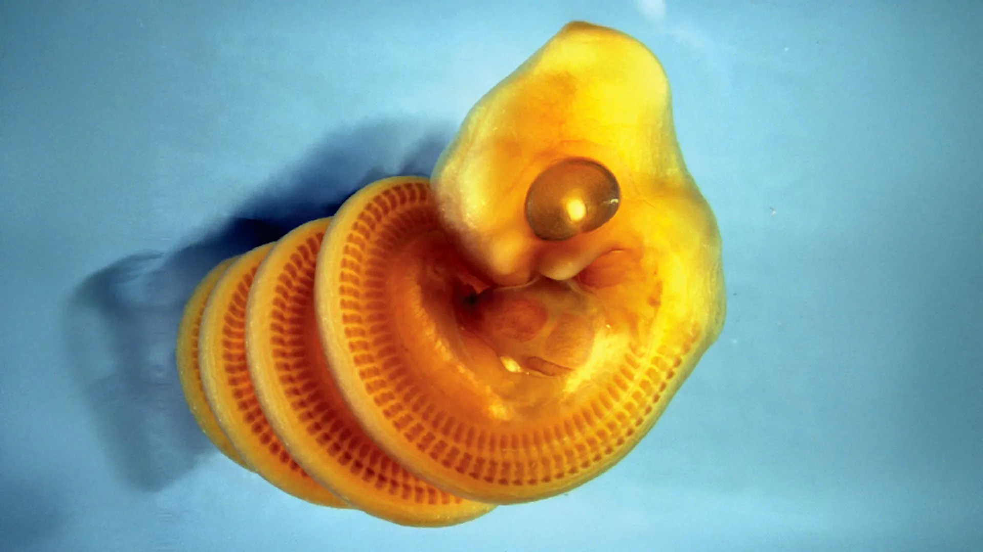 The Architecture of Life: How a Lockdown Inquiry Unraveled the Secret of the Snake’s Spiral