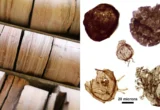 The Breath of Life: How Ancient Rocks in a Darwin Warehouse Rewrote the Story of Complex Life