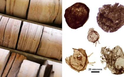 The Breath of Life: How Ancient Rocks in a Darwin Warehouse Rewrote the Story of Complex Life