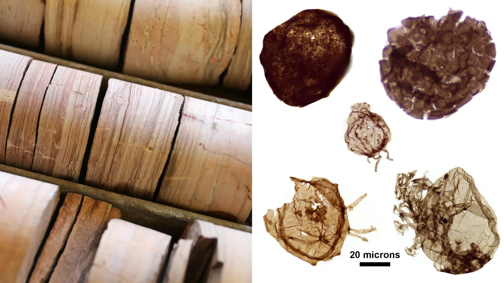 The Breath of Life: How Ancient Rocks in a Darwin Warehouse Rewrote the Story of Complex Life
