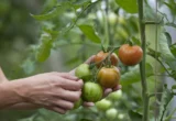 The Buzz in the Garden: How an Electric Toothbrush Can Transform Your Tomato Harvest