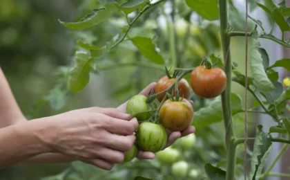 The Buzz in the Garden: How an Electric Toothbrush Can Transform Your Tomato Harvest