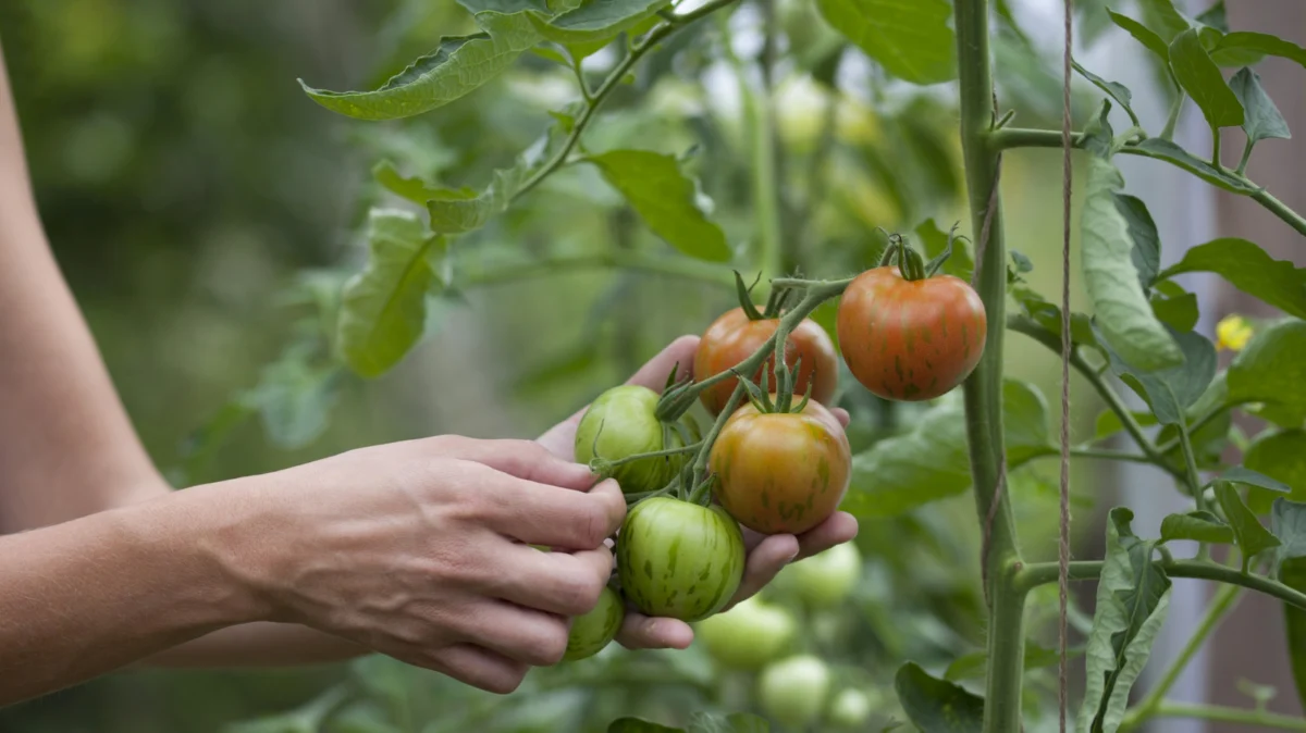 The Buzz in the Garden: How an Electric Toothbrush Can Transform Your Tomato Harvest
