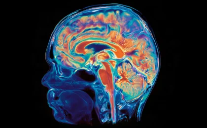 The Dual-Origin Brain: Stanford Researchers Uncover an Evolutionary Secret That Could Transform Neuroscience