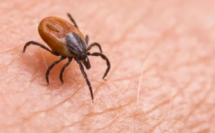 The Emergence of the Asian Longhorned Tick Nairovirus: A New Diagnostic Challenge in Asia