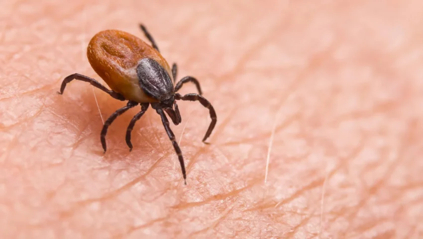 The Emergence of the Asian Longhorned Tick Nairovirus: A New Diagnostic Challenge in Asia