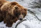 The Financial Wisdom of the Wild: What Katmai’s "Fat Bears" Teach Us About Long-Term Strategy