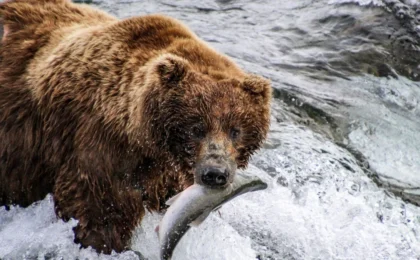 The Financial Wisdom of the Wild: What Katmai’s "Fat Bears" Teach Us About Long-Term Strategy