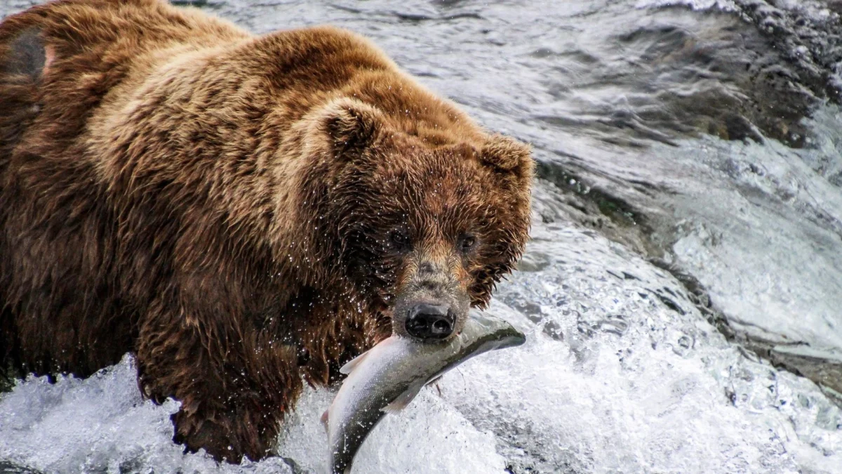 The Financial Wisdom of the Wild: What Katmai’s "Fat Bears" Teach Us About Long-Term Strategy