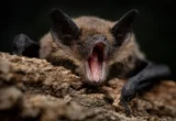 The Genetic Secret of the Sky: Why Bats Are Nature’s Most Resilient Viral Reservoirs