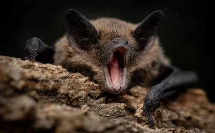 The Genetic Secret of the Sky: Why Bats Are Nature’s Most Resilient Viral Reservoirs