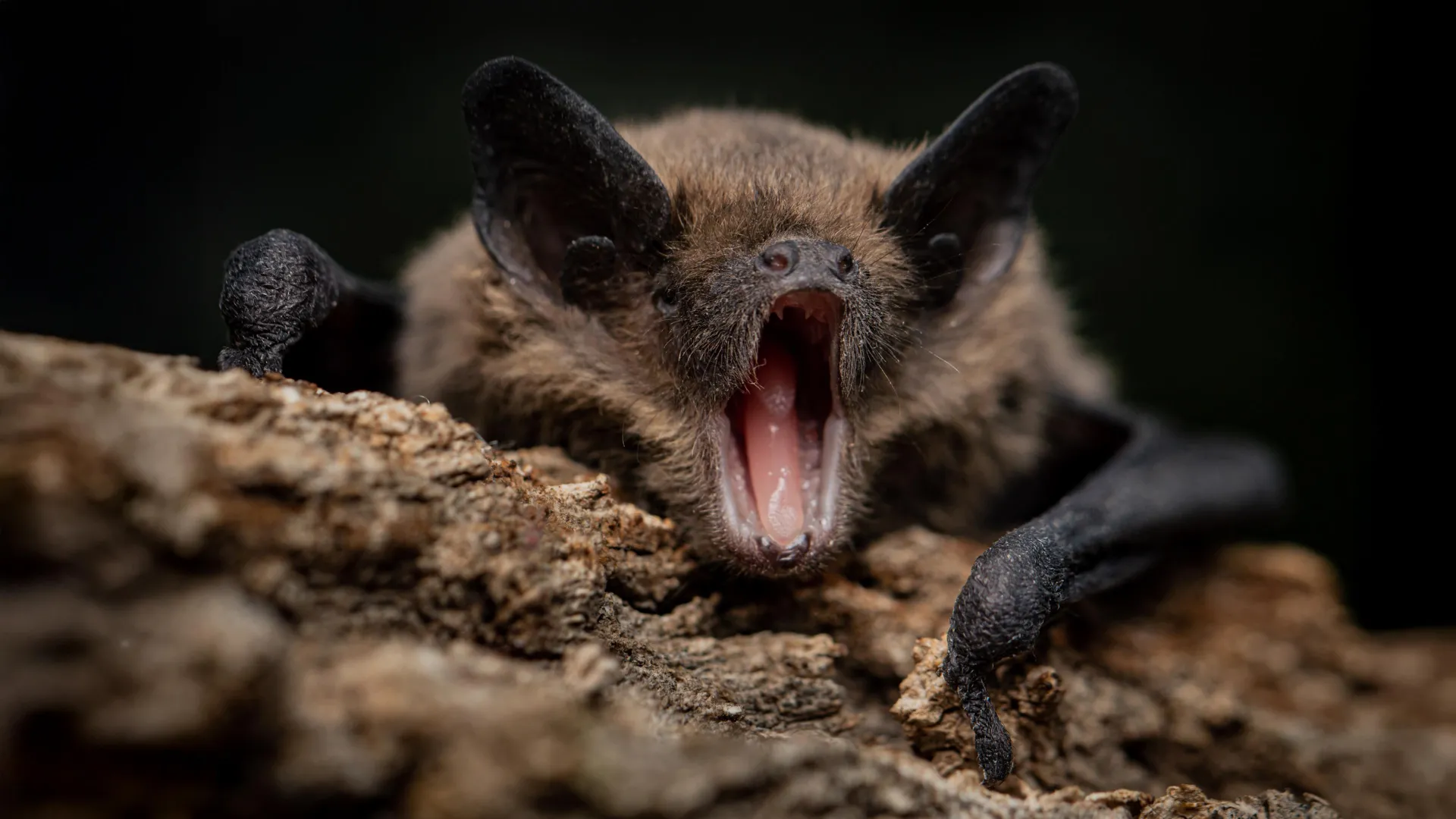The Genetic Secret of the Sky: Why Bats Are Nature’s Most Resilient Viral Reservoirs