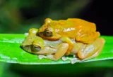 The Ghost in the Collection: How a Century-Old Mystery Led to the Discovery of the Milpe Robber Frog