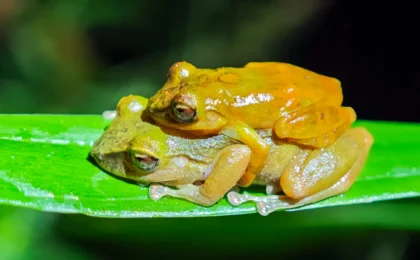 The Ghost in the Collection: How a Century-Old Mystery Led to the Discovery of the Milpe Robber Frog