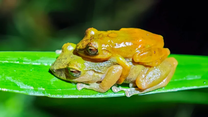 The Ghost in the Collection: How a Century-Old Mystery Led to the Discovery of the Milpe Robber Frog