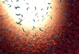 The Hidden Architecture of the Human Microbiome: Beyond Species-Level Classification