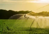 The Hidden Climate Dividend: How U.S. Irrigation Acts as a Global Carbon Sink