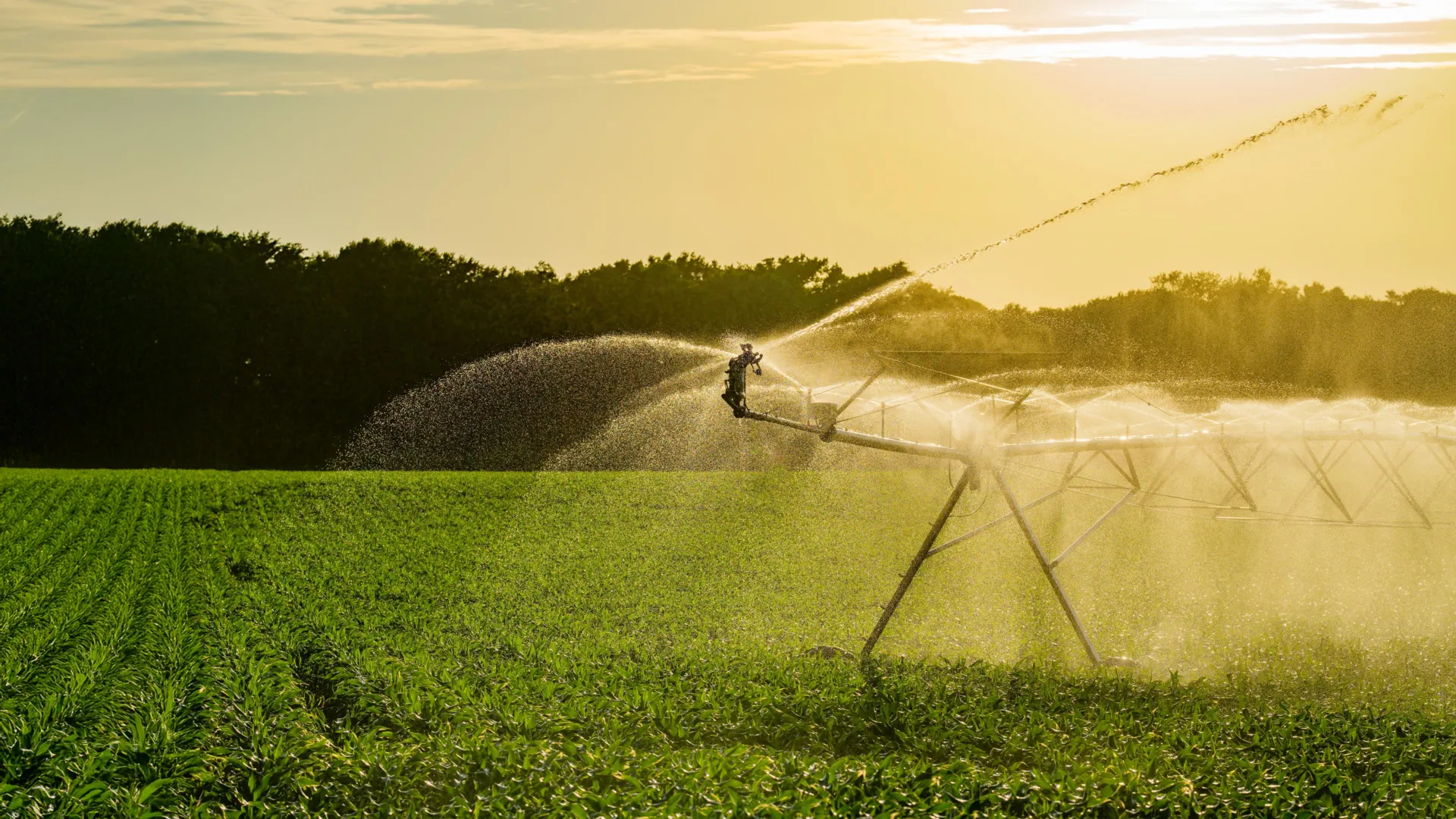 The Hidden Climate Dividend: How U.S. Irrigation Acts as a Global Carbon Sink