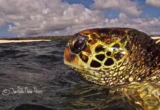 The Homebodies of the Pacific: Challenging the Migration Dogma of Galápagos Green Sea Turtles