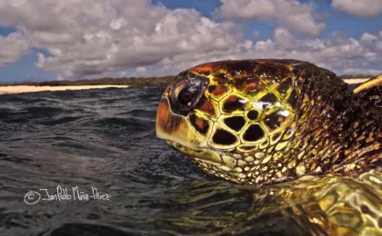 The Homebodies of the Pacific: Challenging the Migration Dogma of Galápagos Green Sea Turtles