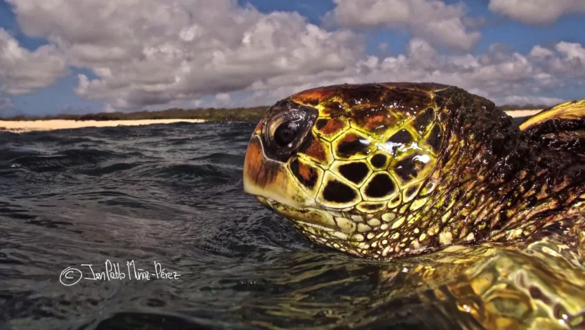The Homebodies of the Pacific: Challenging the Migration Dogma of Galápagos Green Sea Turtles